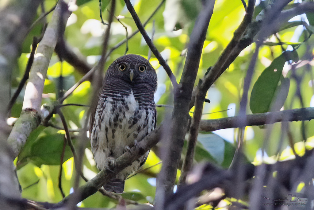 CHESTNUT-BACKED OWLET (Glaucidium castanotum) - Stäng / close